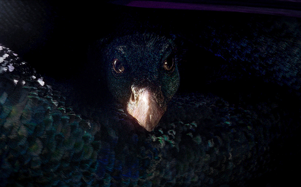 Fantastic-Beasts-006