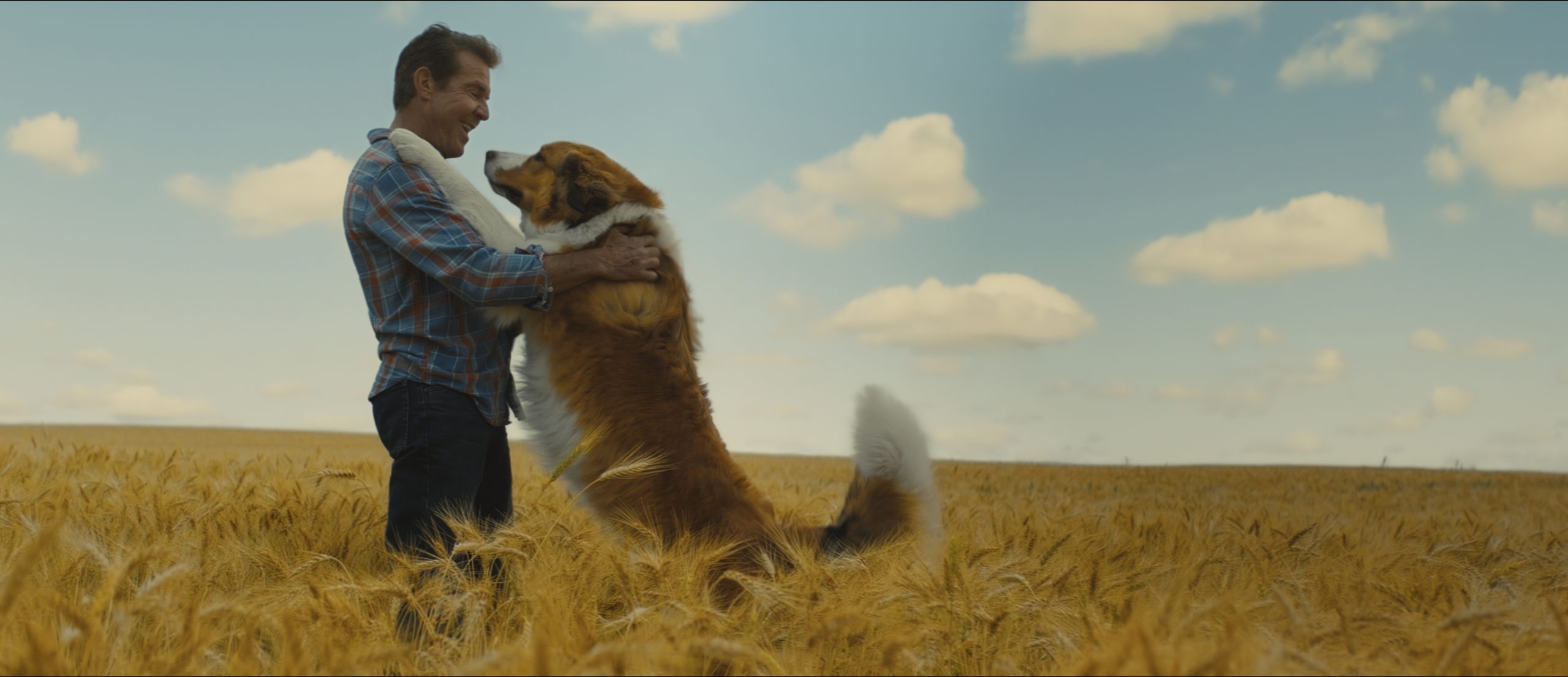 Juntos Para Sempre | Sequência de Quatro Vidas de um Cachorro ganha trailer