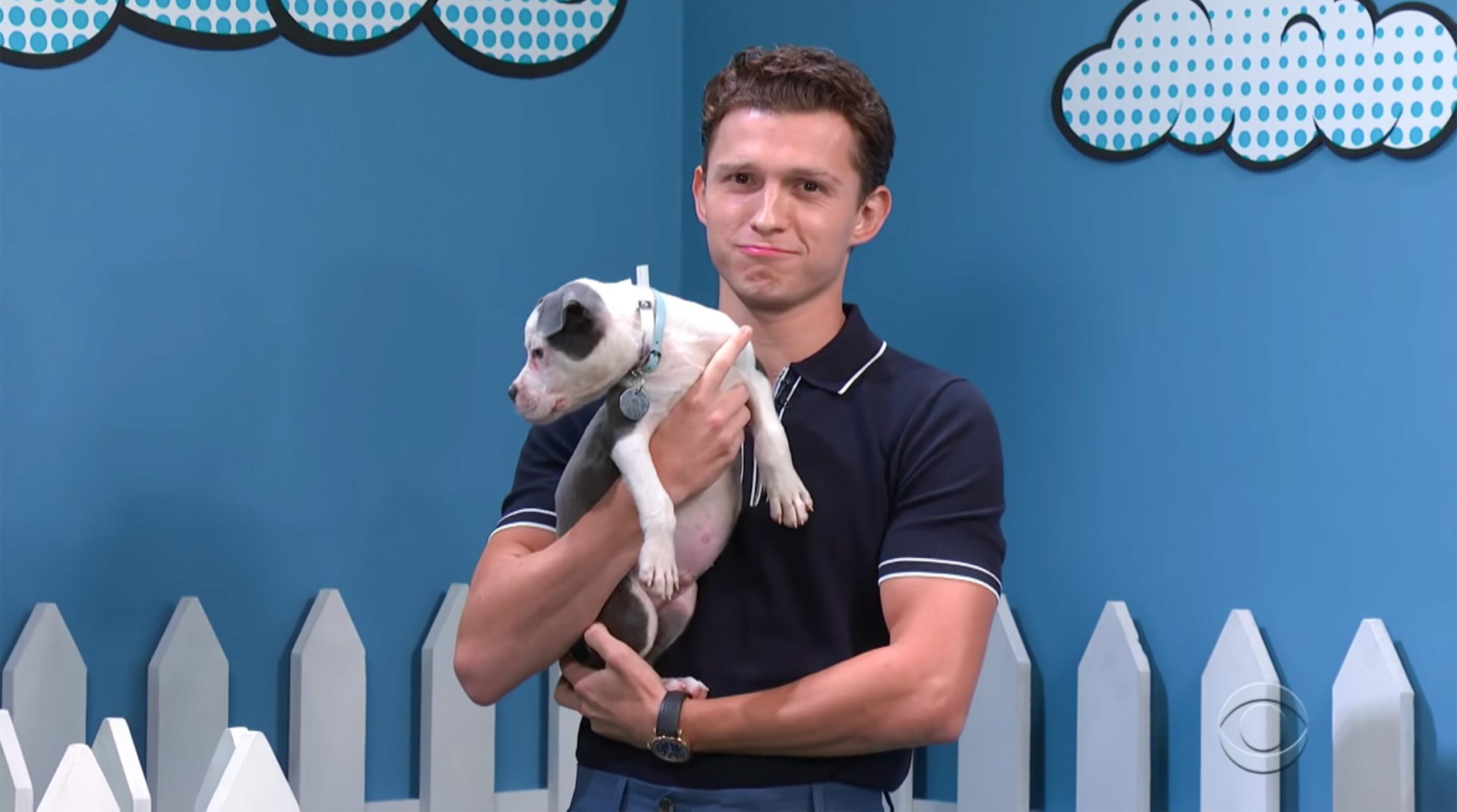 Tom Holland ajuda filhotes de cães a serem adotados