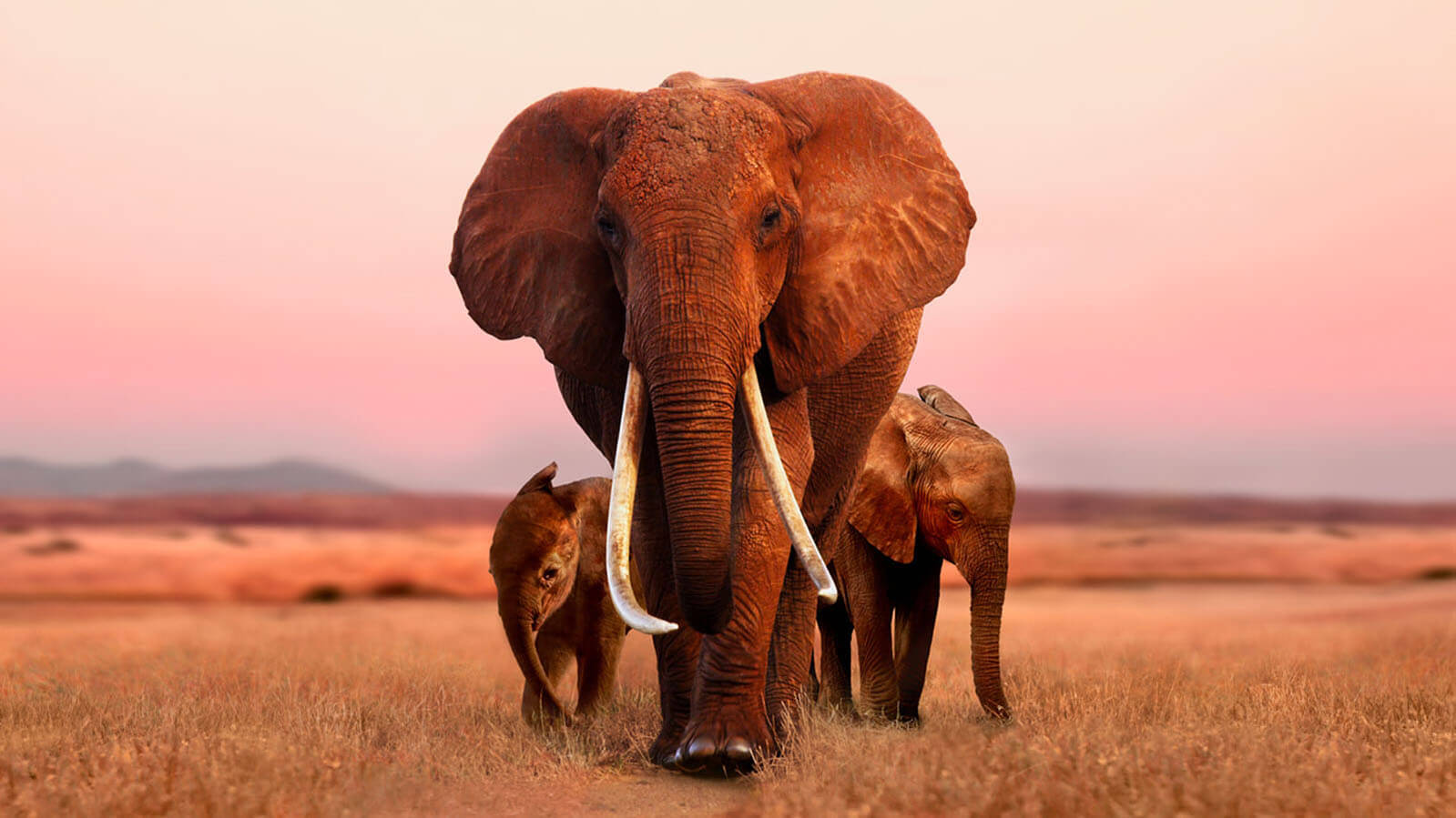 Apple TV+ - The Elephant Queen
