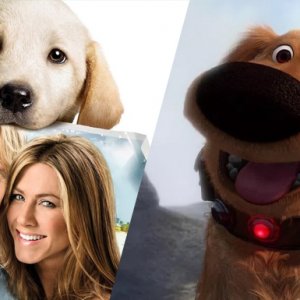 cães fofinhos