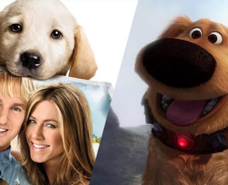 cães fofinhos