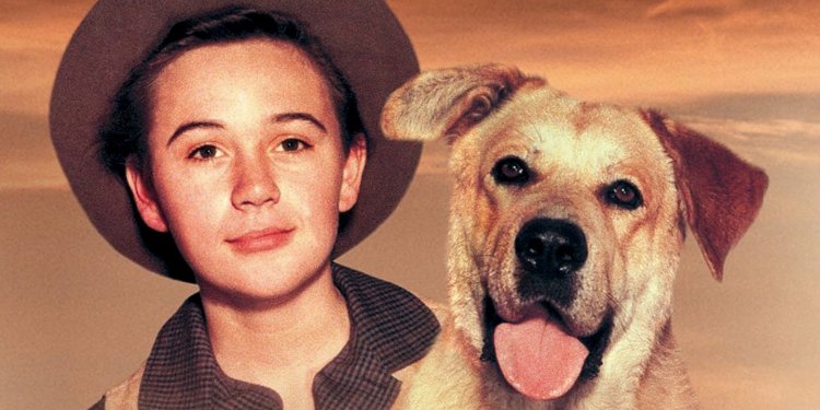Melhores cães do cinema