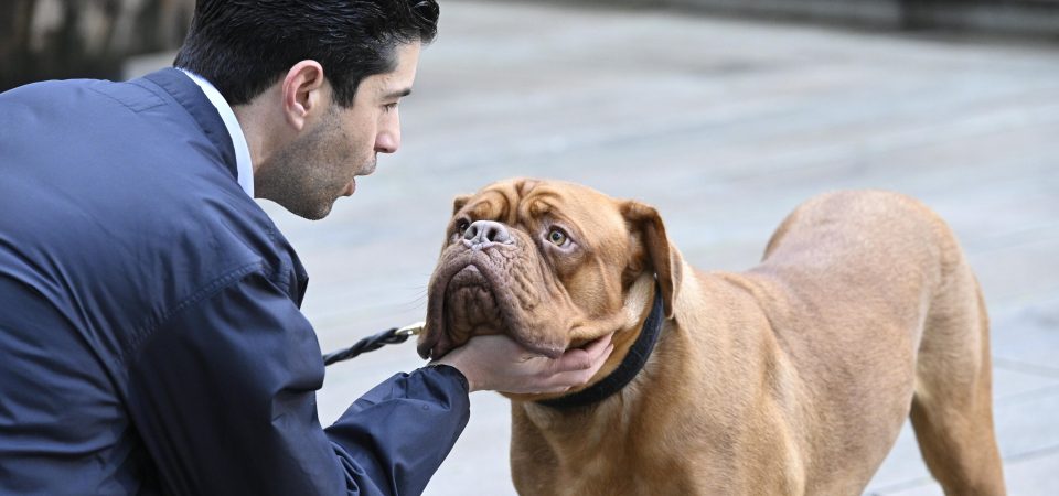 Turner & Hooch | Série do Disney+ é cancelada após uma temporada