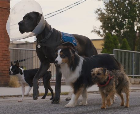 Universal Pictures divulga novo trailer de Ruim Pra Cachorro