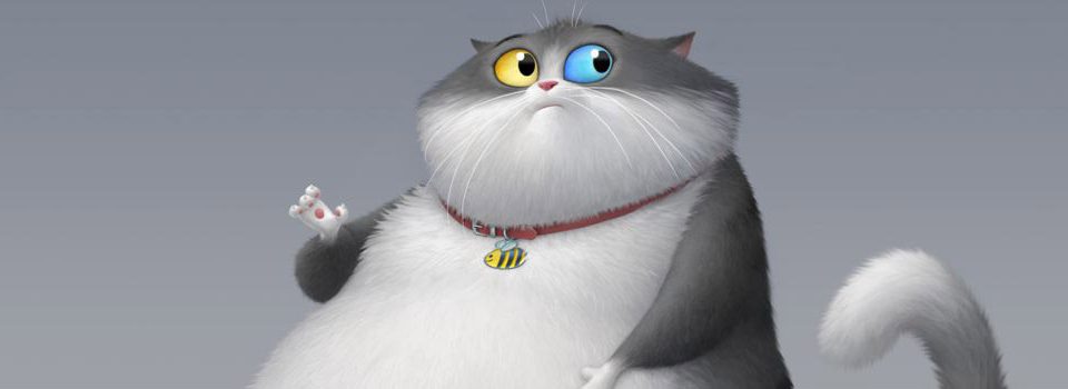 Um Gato De Sorte