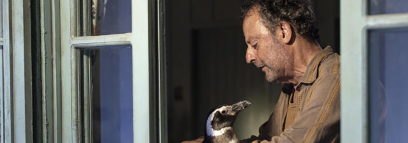 Meu Amigo Pinguim