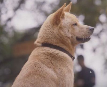 Hachiko: Para Sempre | Filme sobre emocionante história real ganha trailer