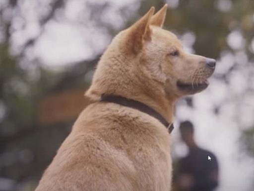 Hachiko: Para Sempre | Filme sobre emocionante história real ganha trailer
