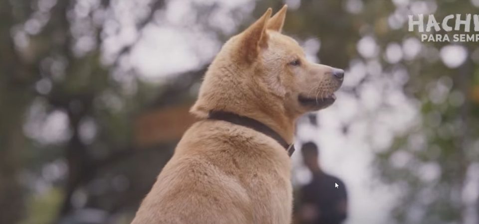 Hachiko: Para Sempre | Filme sobre emocionante história real ganha trailer