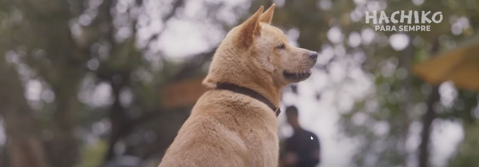 Hachiko: Para Sempre | Filme sobre emocionante história real ganha trailer