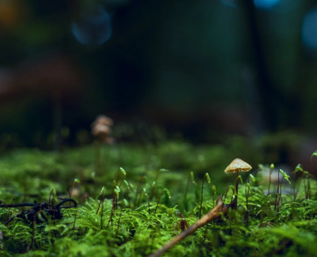 Reishi: o cogumelo divino e a importância dos suplementos