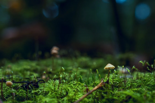 Reishi: o cogumelo divino e a importância dos suplementos