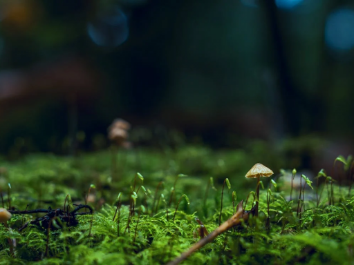 Reishi: o cogumelo divino e a importância dos suplementos
