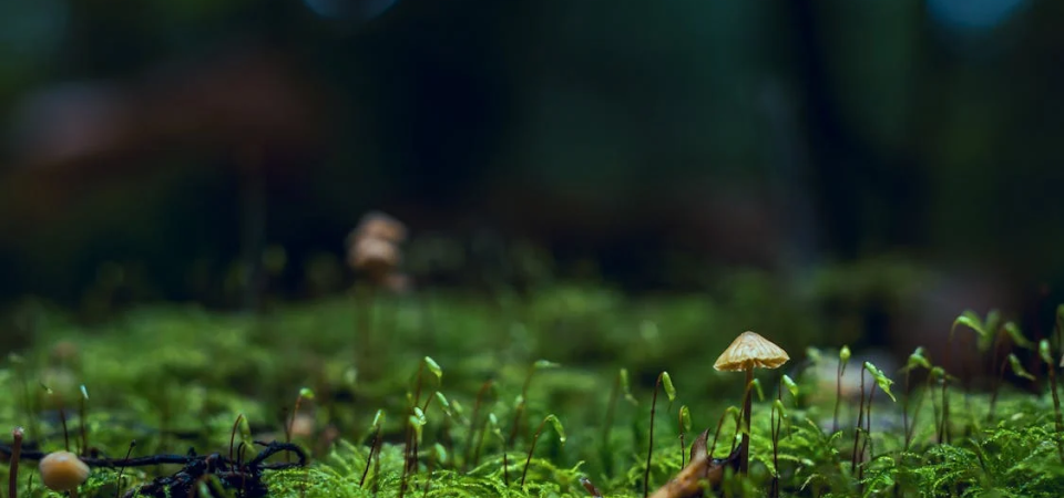 Reishi: o cogumelo divino e a importância dos suplementos
