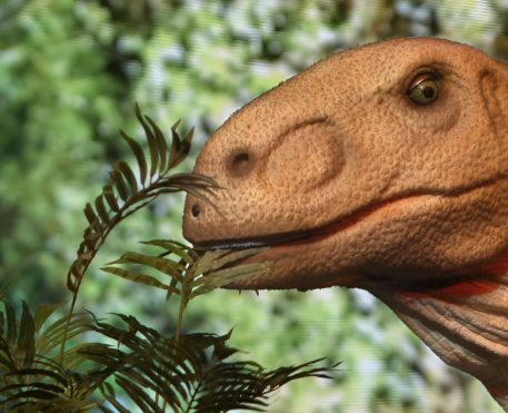 Jurassic Safari Experience 2