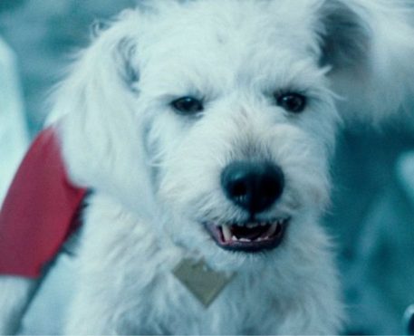 Superman trouxe aumento de busca por adoção de cães no Google