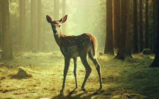 Bambi: Uma Aventura Na Floresta chega aos cinemas em agosto