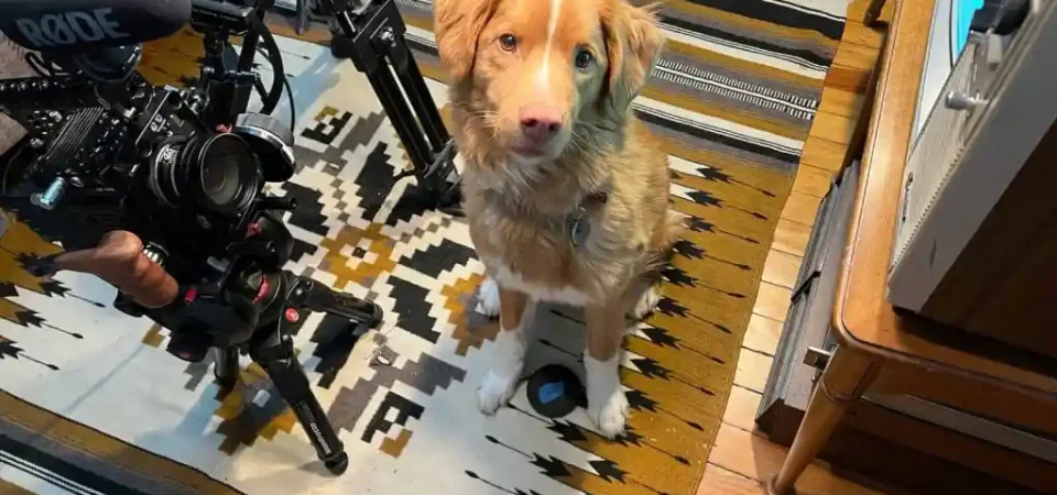 Bom Menino