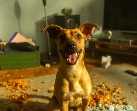 Caramelo é sobre o amor que só um pet é capaz de ensinar