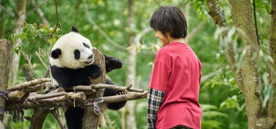 O Menino e o Panda