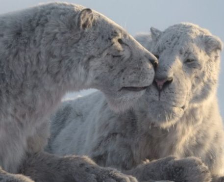 Planeta Pré-Histórico