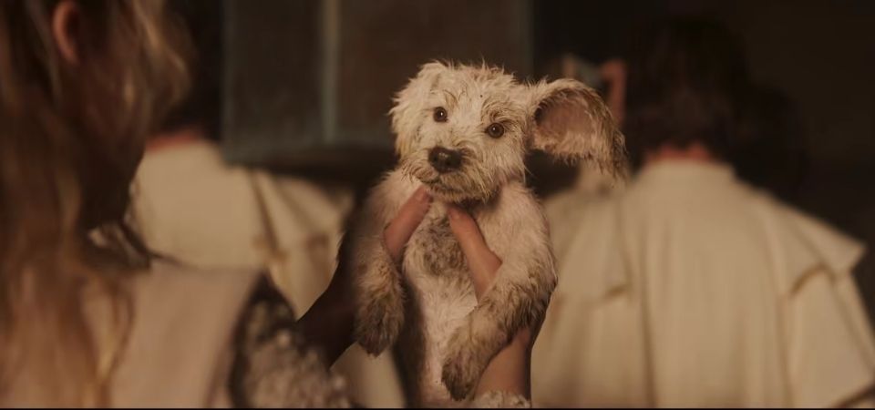 Krypto é destaque em nova prévia de Supergirl