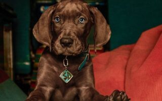 Netflix anuncia fim das gravações de Scooby-Doo: A Origem