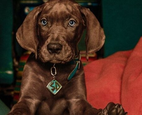 Netflix anuncia fim das gravações de Scooby-Doo: A Origem