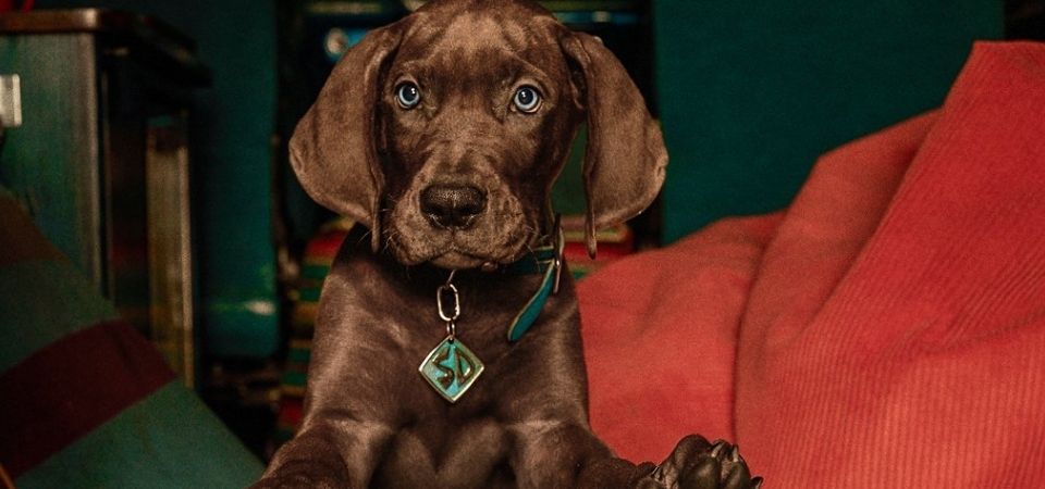 Netflix anuncia fim das gravações de Scooby-Doo: A Origem